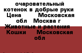 очаровательный котенок в добрые руки › Цена ­ 50 - Московская обл., Москва г. Животные и растения » Кошки   . Московская обл.